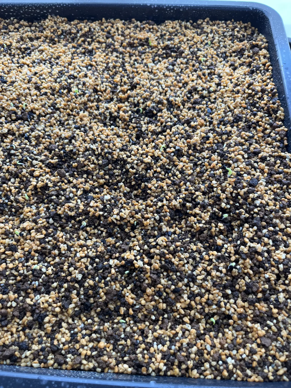 Agave titanota 'Blue' (アガベ チタノタブルー)