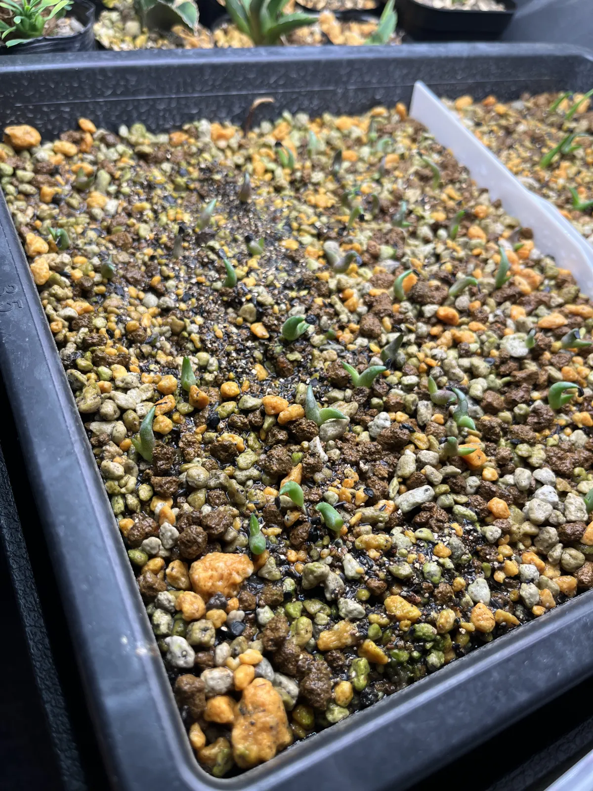 Agave oteroi (アガベ オテロイ)