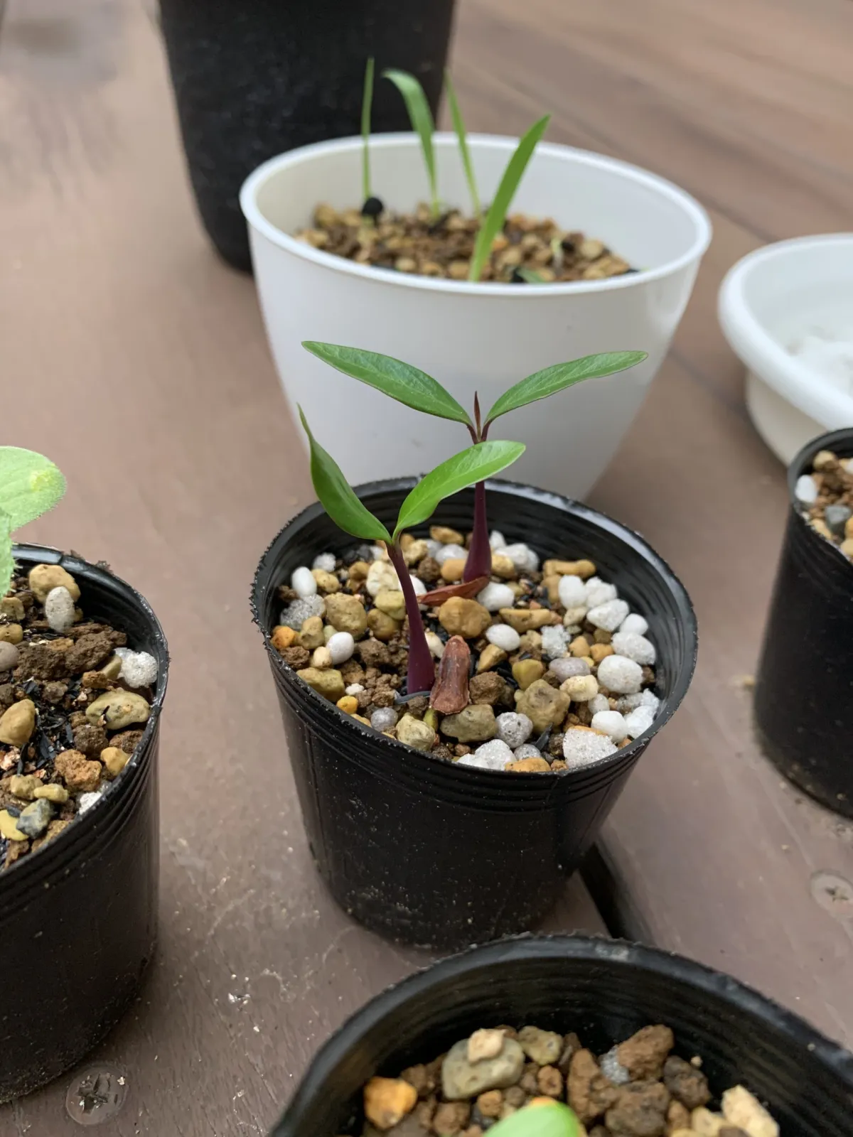 Petopentia natalensis (ペトペンチア ナタレンシス)