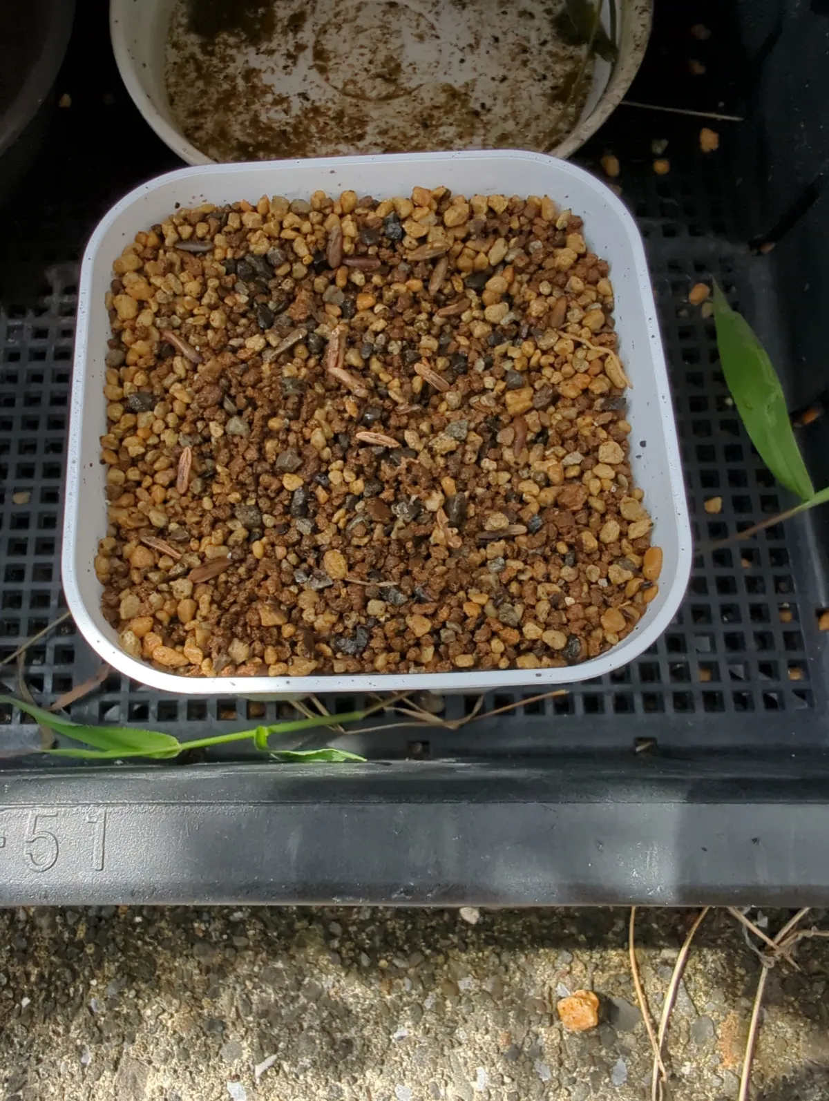 [無料種子] 発芽難 パキポディウム グラキリス　 Pachypodium rosulatum var. gracilius