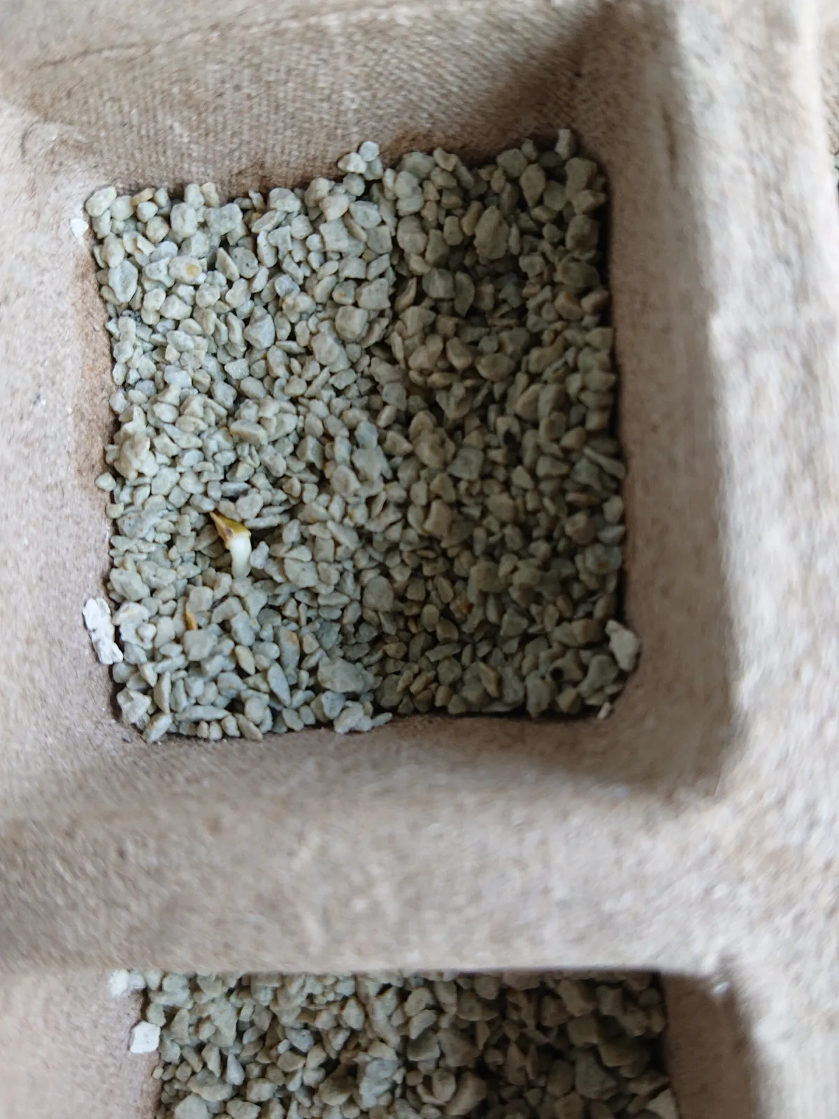 Fockea edulis (フォッケア 火星人)