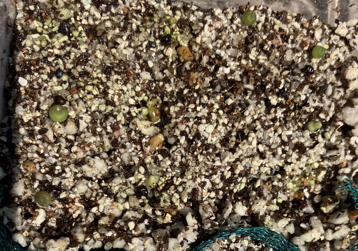 Astrophytum asterias (アストロフィツム アステリアス 兜)