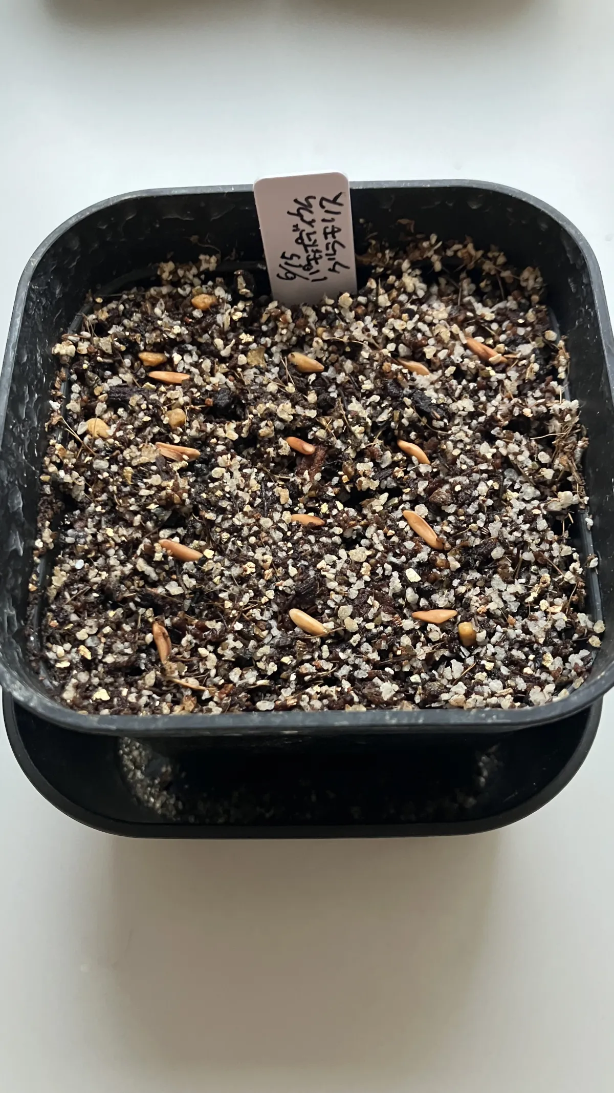 [無料種子] 発芽難 パキポディウム グラキリス　 Pachypodium rosulatum var. gracilius