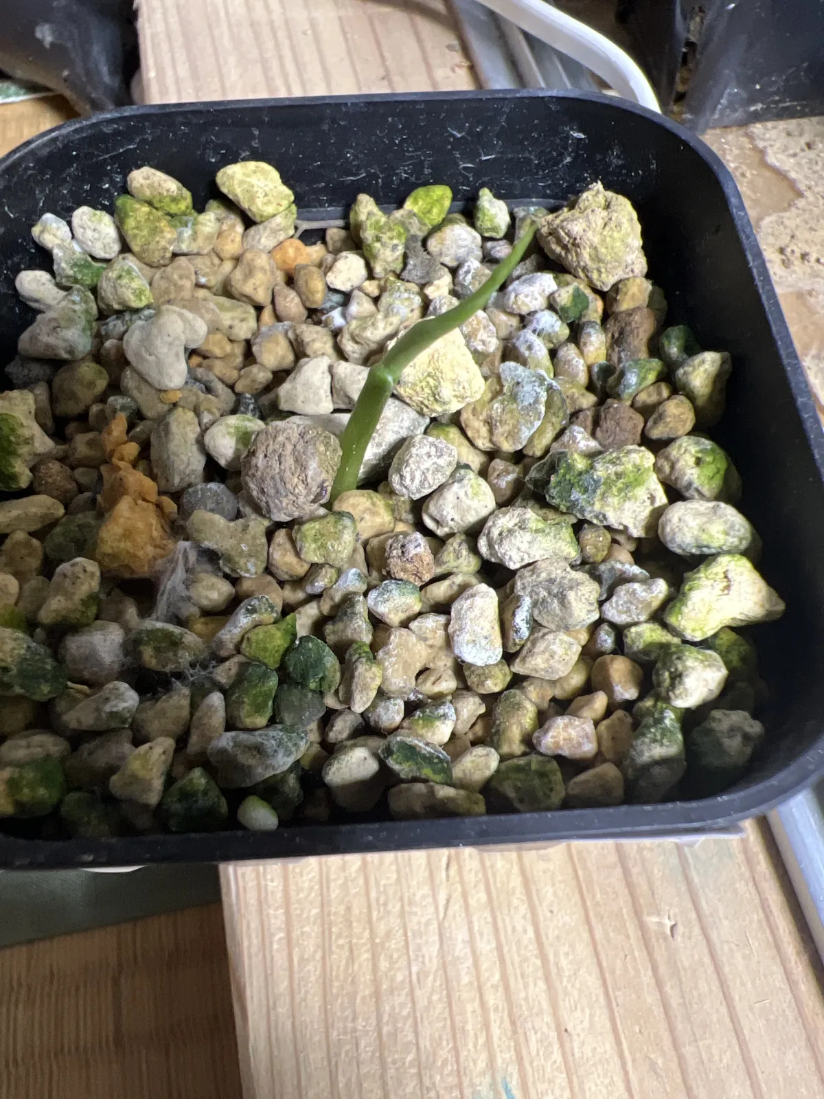 Monstera deliciosa (モンステラ デリシオーサ)