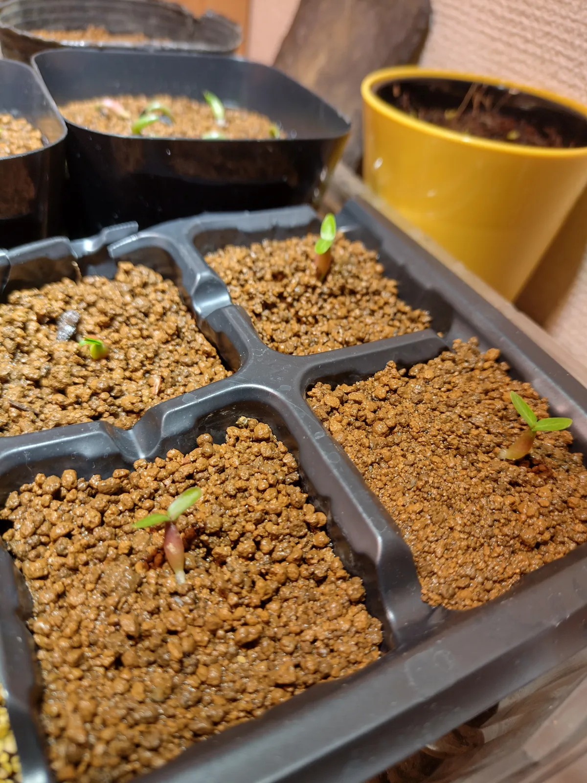 Pachypodium rosulatum var. gracilius (パキポディウム グラキリス)