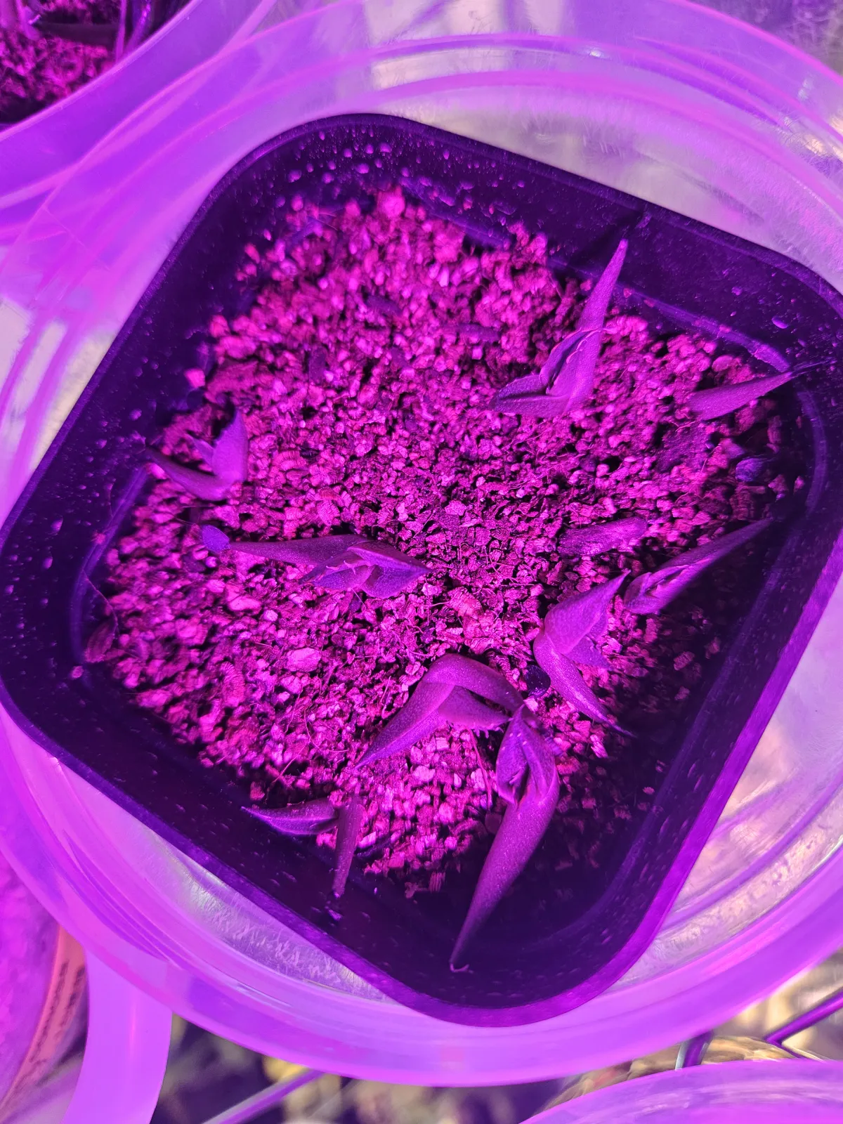 Agave victoriae-reginae Compacta (アガベ ビクトリアレジーナコンパクト)