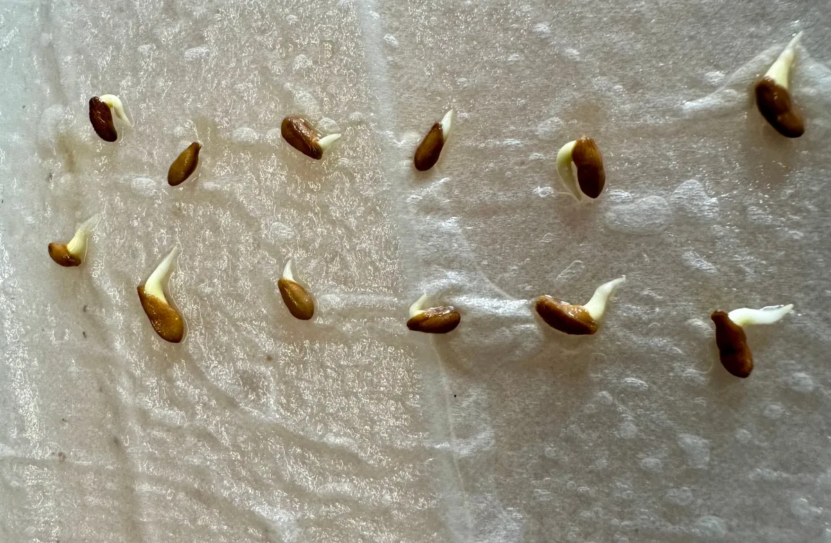 Pachypodium succulentum (パキポディウム サキュレンタム 天馬空)