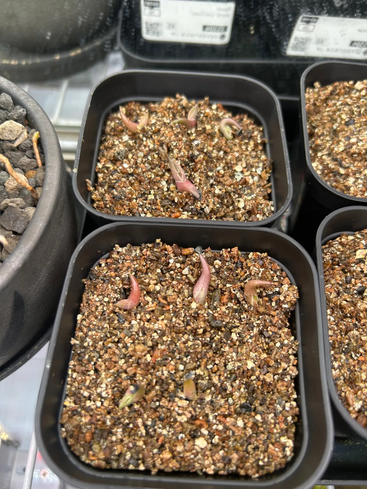 Agave oteroi 'Los Cues' (アガベ オテロイ ロス・クエス)