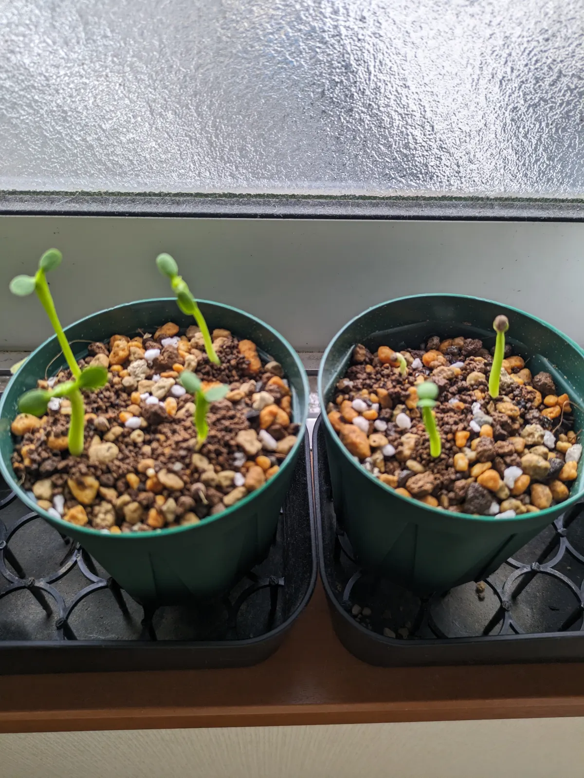 Euphorbia ferox (ユーフォルビア フェロックス)