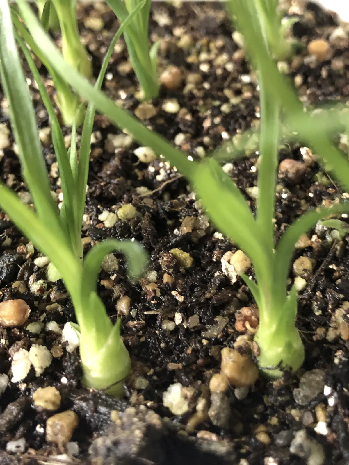 Beaucarnea recurvata (ボーカルネア レクルバータ)