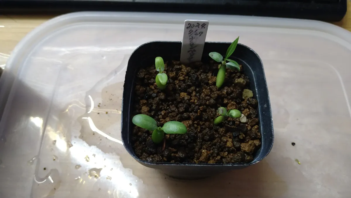 Pachypodium horombense (パキポディウム ホロンベンセ)