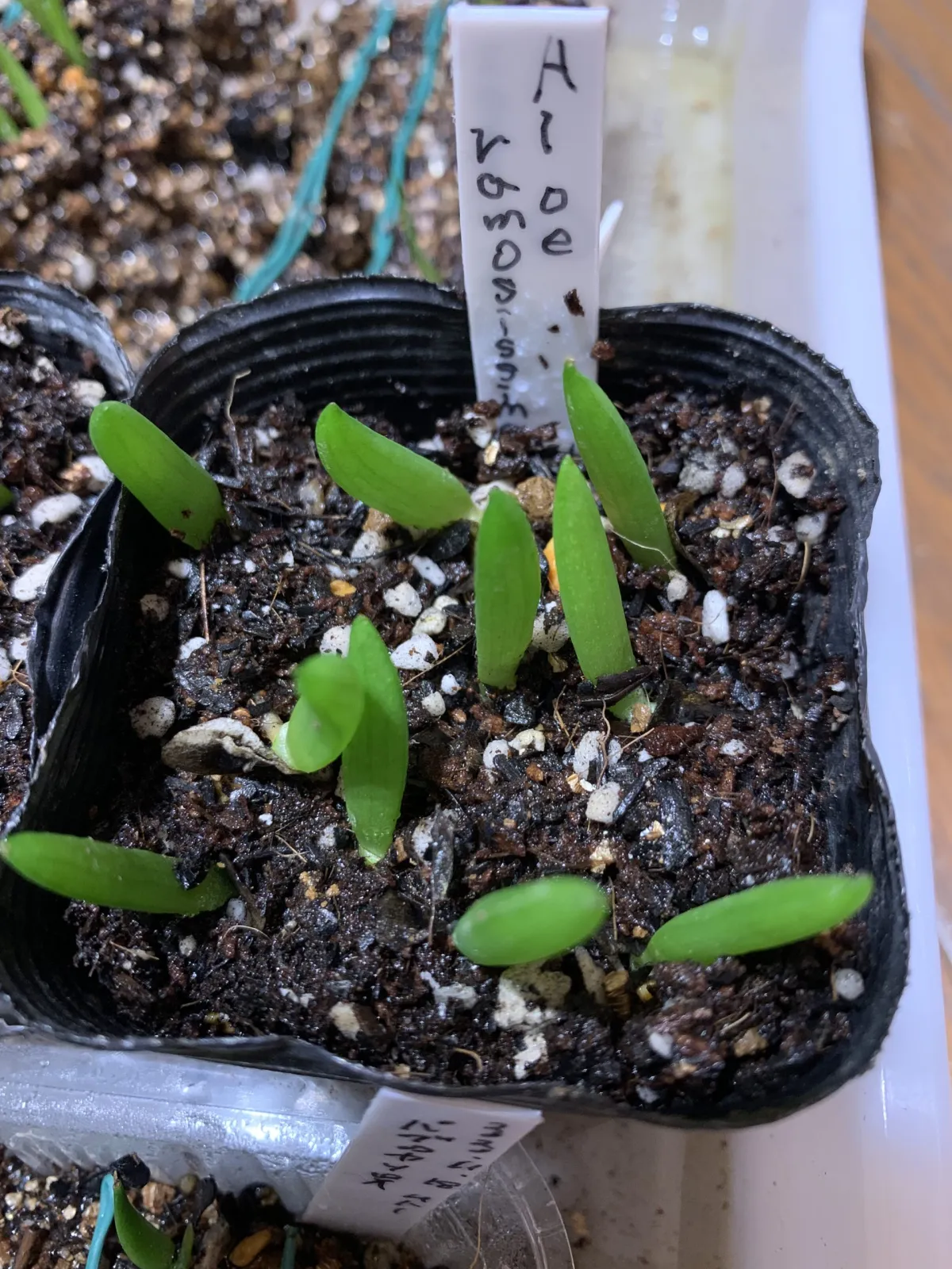 Aloe ramosissima (アロエ ラモシシマ)