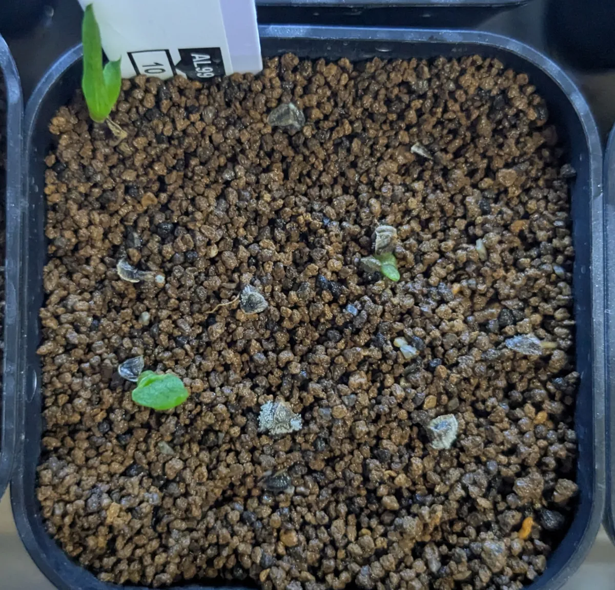 Aloe petricola (アロエ ペトリコーラ)