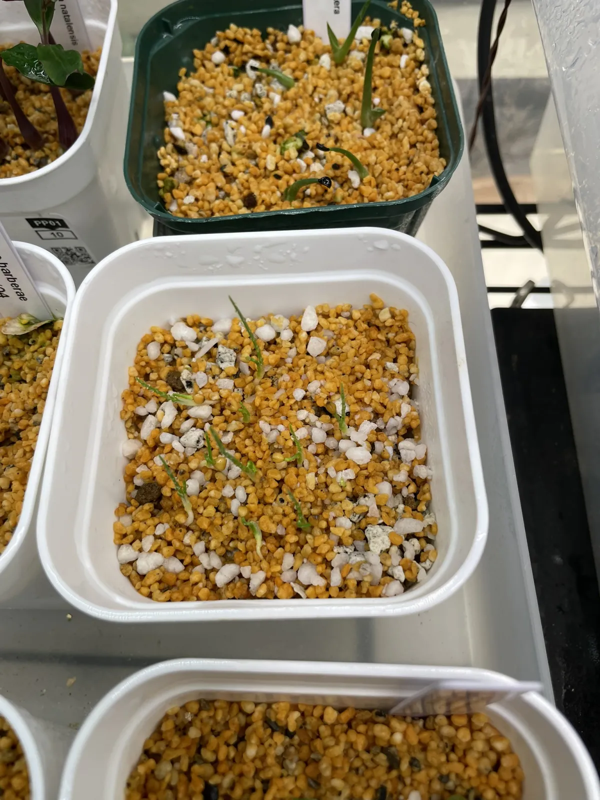 Dasylirion wheeleri (ダシリリオン ウィーレリ)