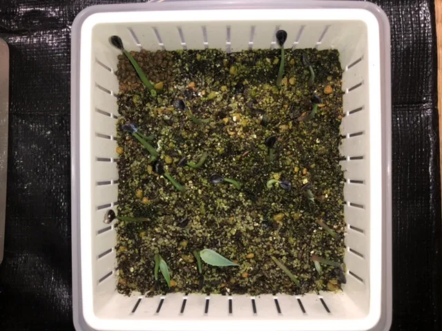 Agave potatorum var. verschaffeltii (アガベ ベルシャフェルティ)