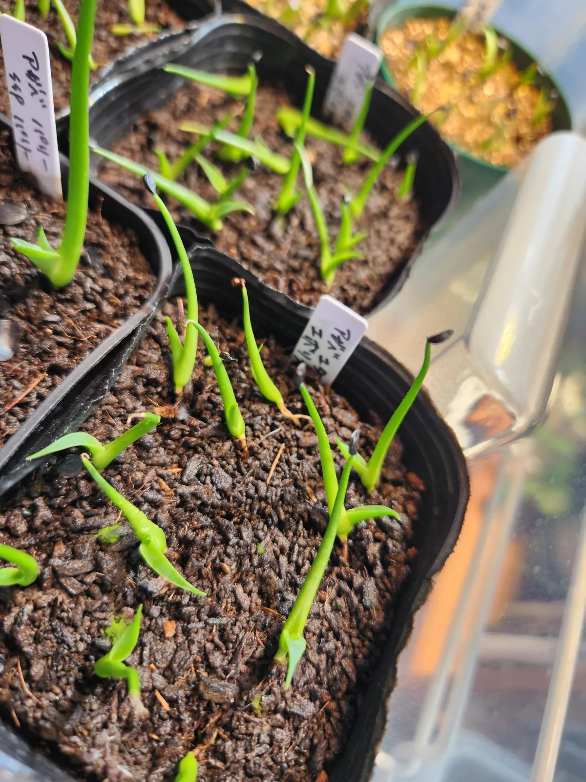 Agave utahensis var. eborispina (アガベ エボリスピナ)