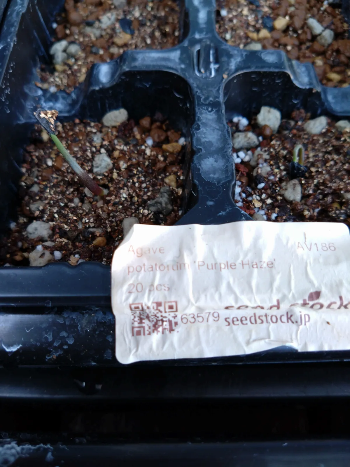 Agave potatorum Purple Haze (アガベ パープルヘイズ)