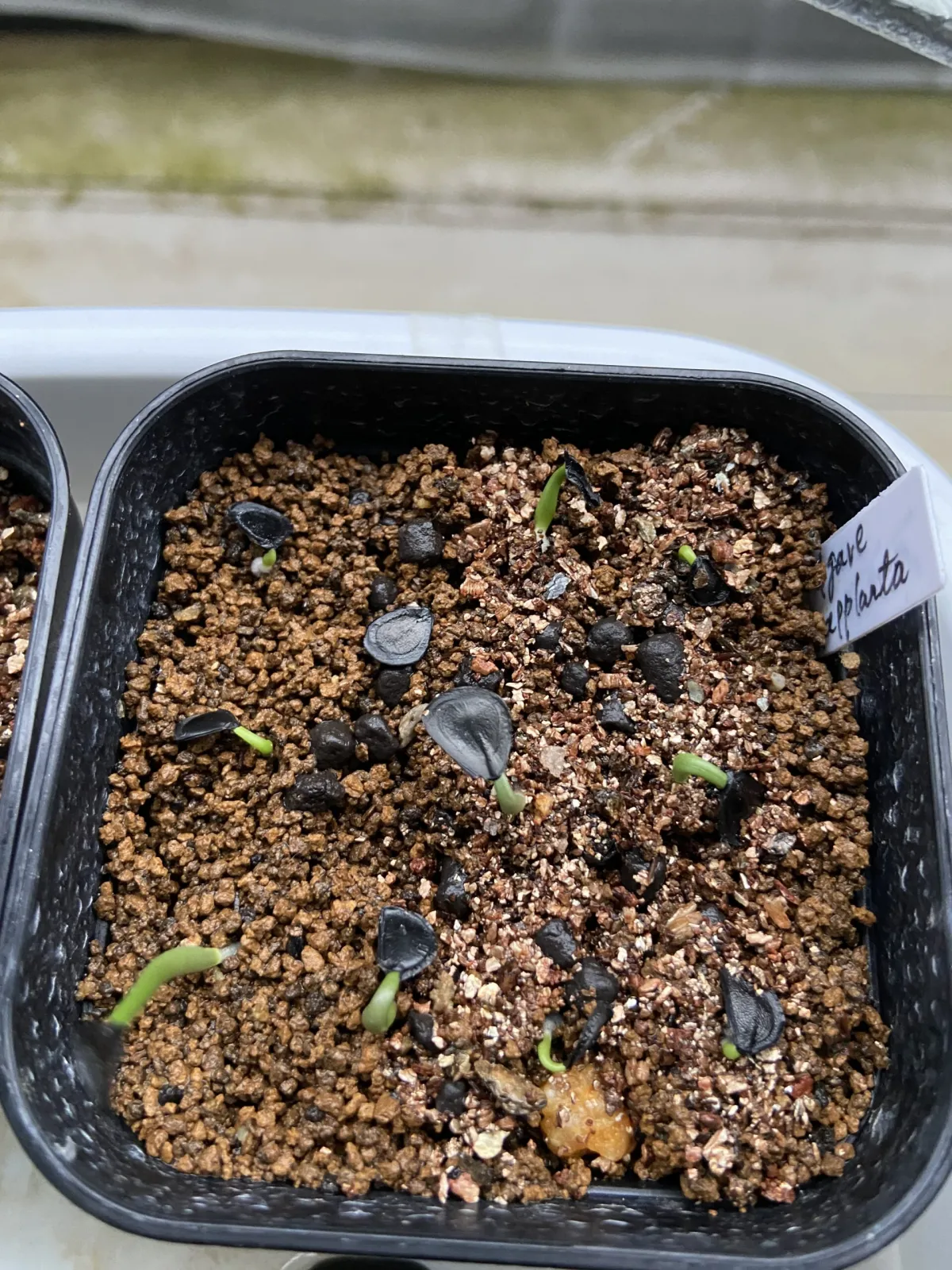 Agave applanata (アガベ アプラナータ 孫悟空)