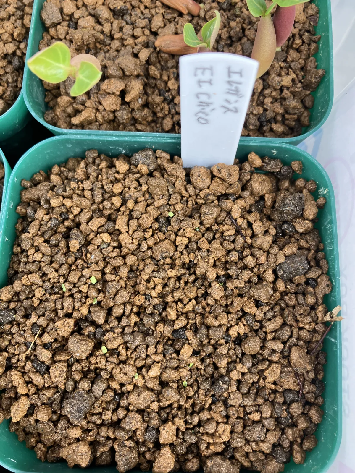 Echeveria elegans El Chico (エケベリア エレガンス エルチコ)