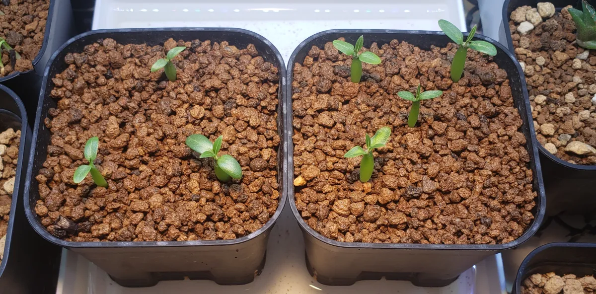 Pachypodium rosulatum (パキポディウム ロスラーツム)