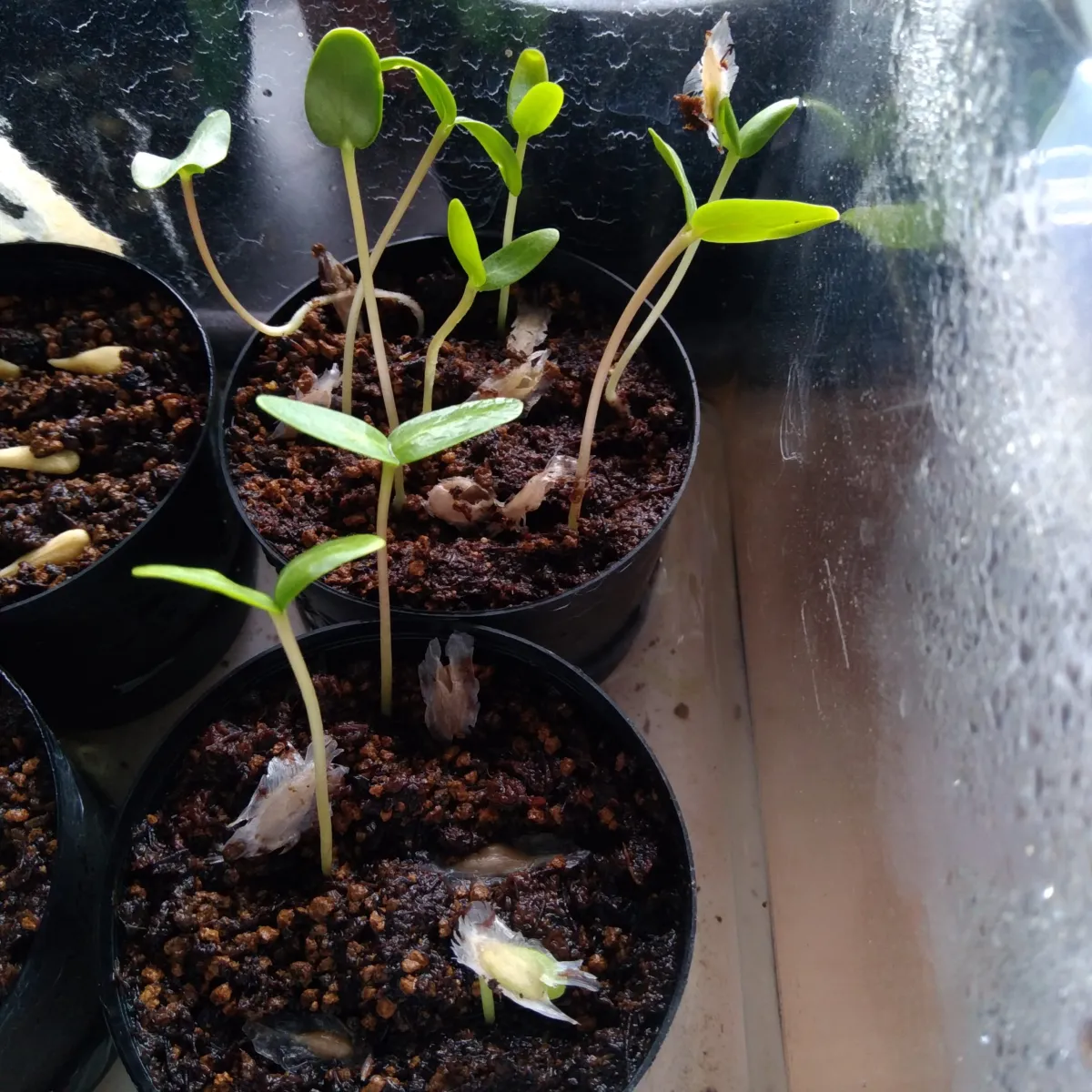 Fouquieria formosa (フォークイエリア フォルモサ)