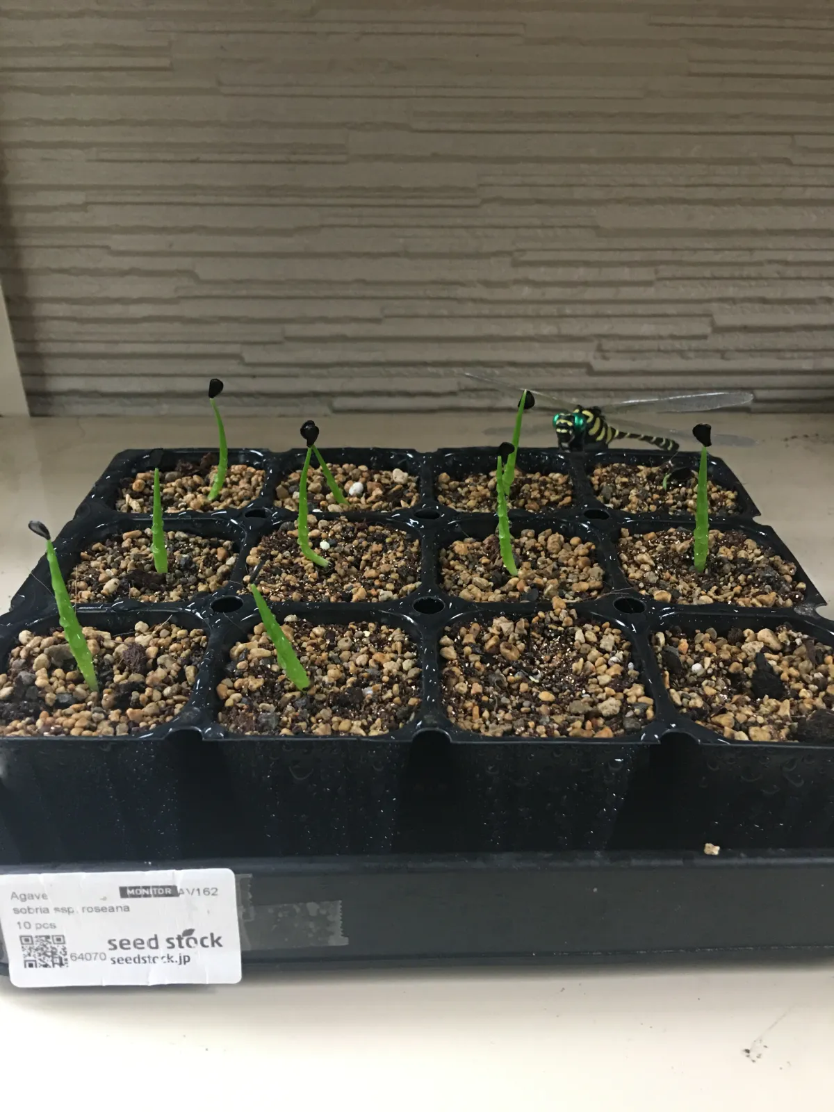 Agave sobria subsp. roseana (アガベ ソブリア ロゼアナ)