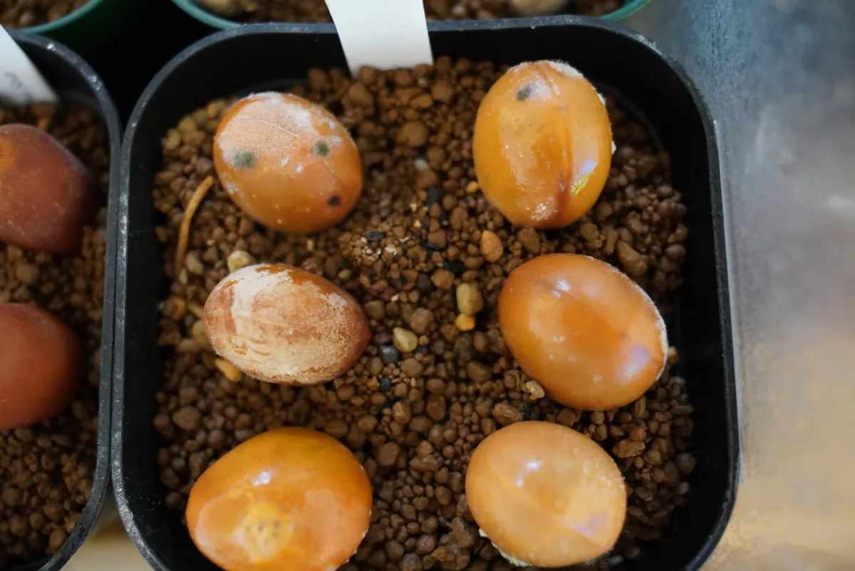 Cycas Cycas sp Thai Silver (サイカス タイシルバー)