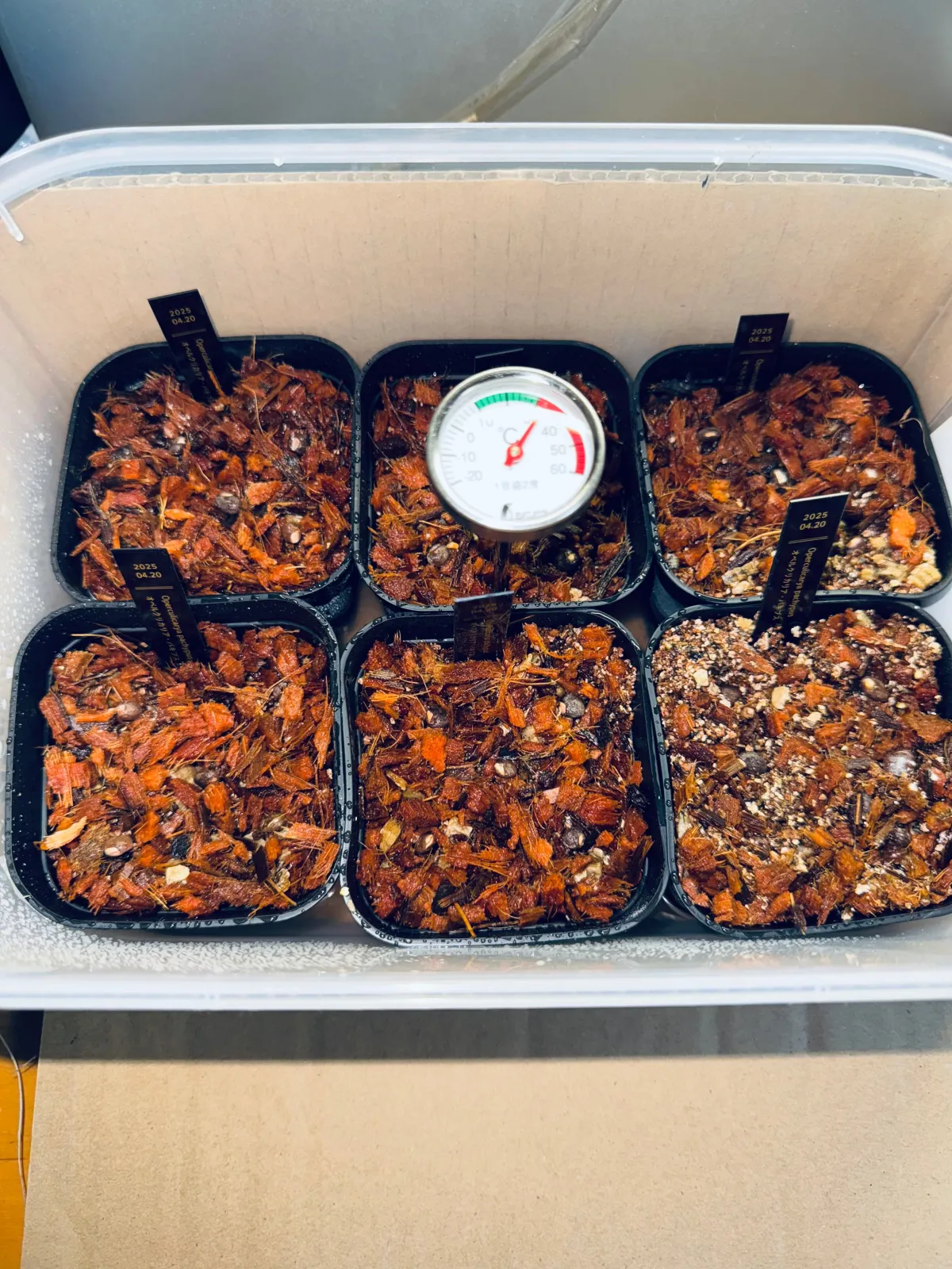 Operculicarya pachypus (オペルクリカリア パキプス)