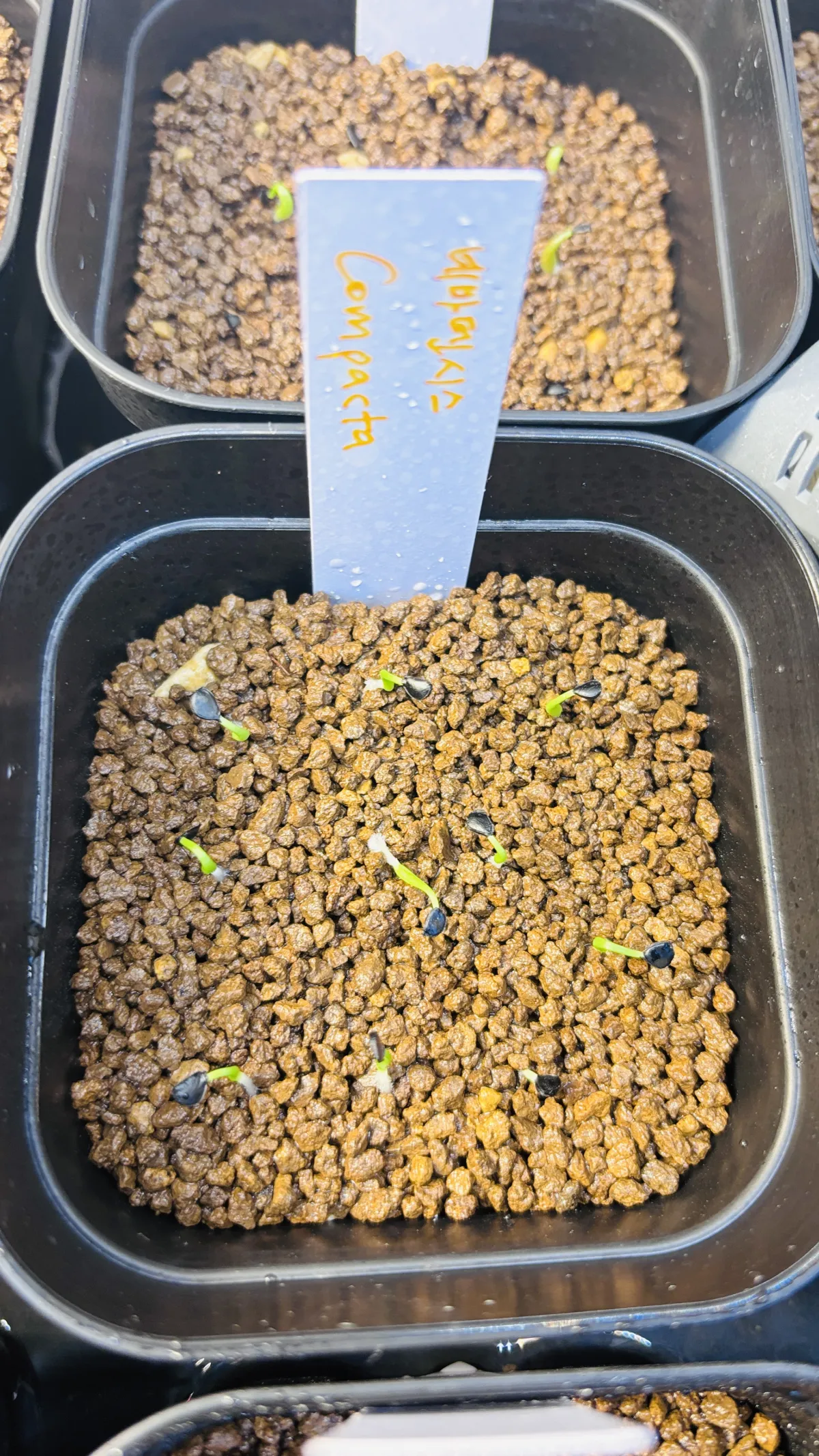 Agave utahensis var. nevadensis 'Compacta' (アガベ ネバデンシス コンパクタ)