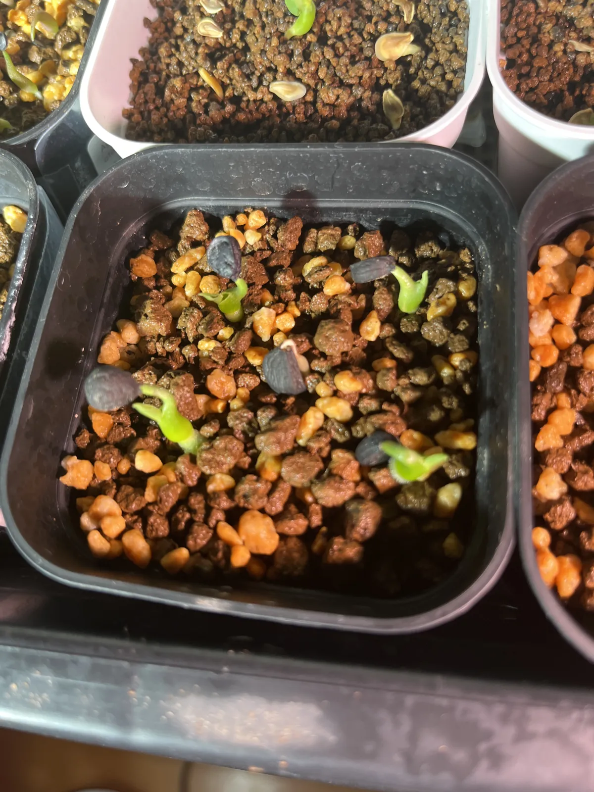 Yucca carnerosana (ユッカ カルネロサーナ)