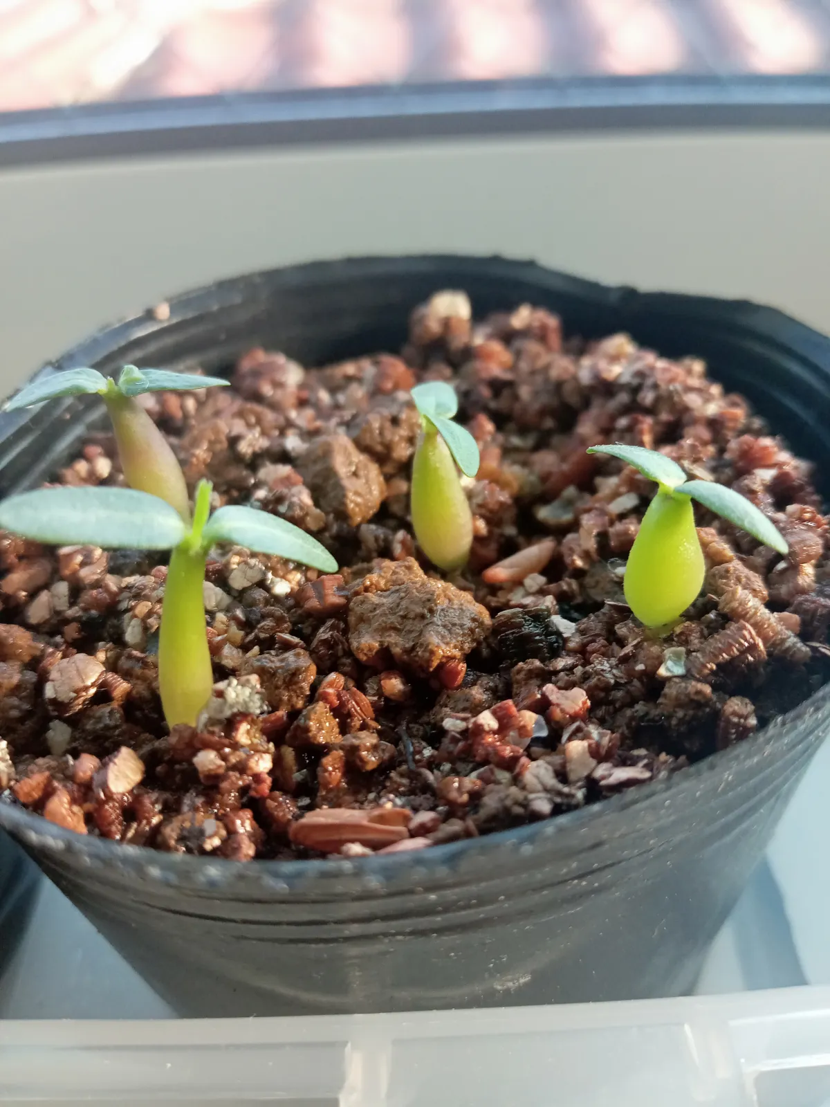 Pachypodium rosulatum var. gracilius (パキポディウム グラキリス)