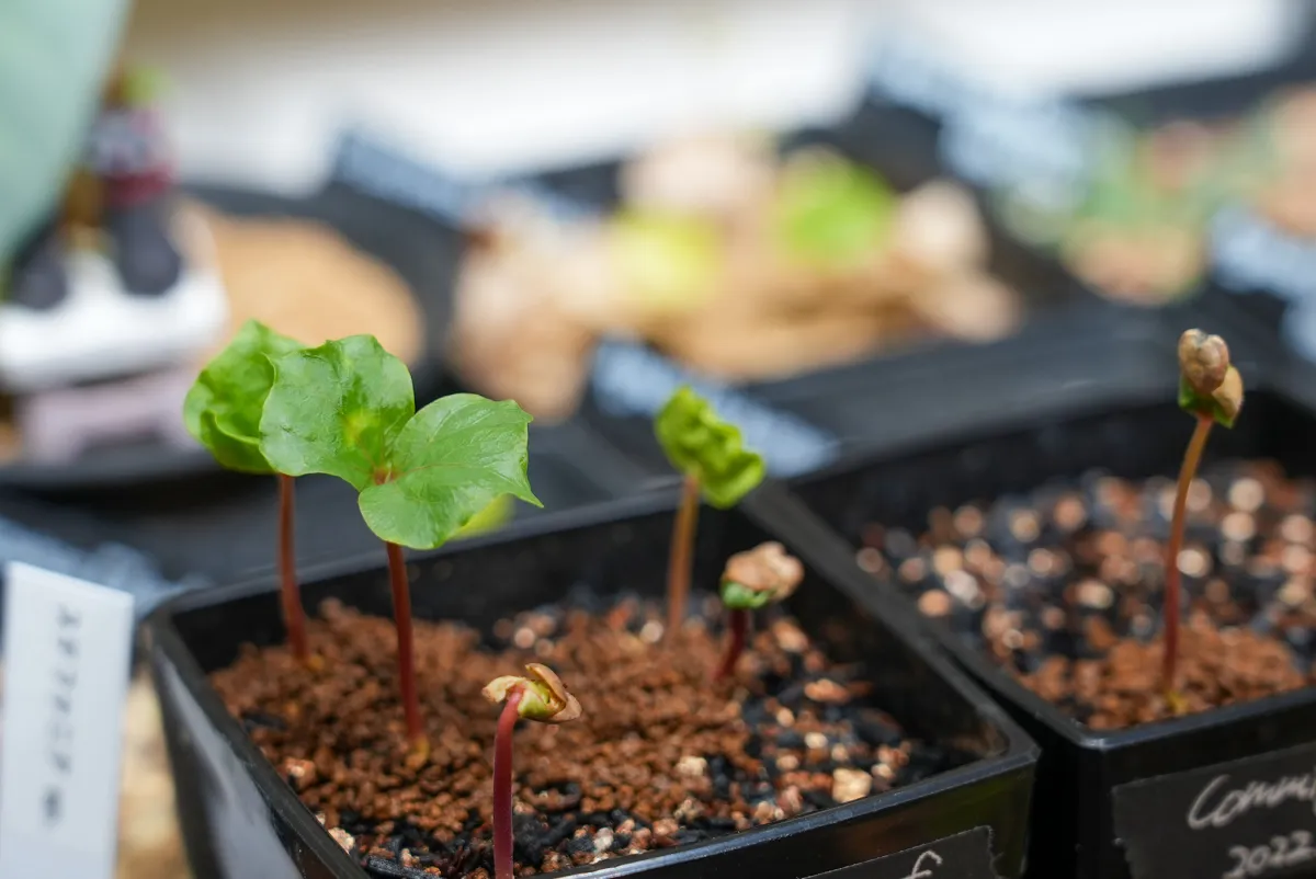 Commiphora kataf (コミフォラ カタフ)