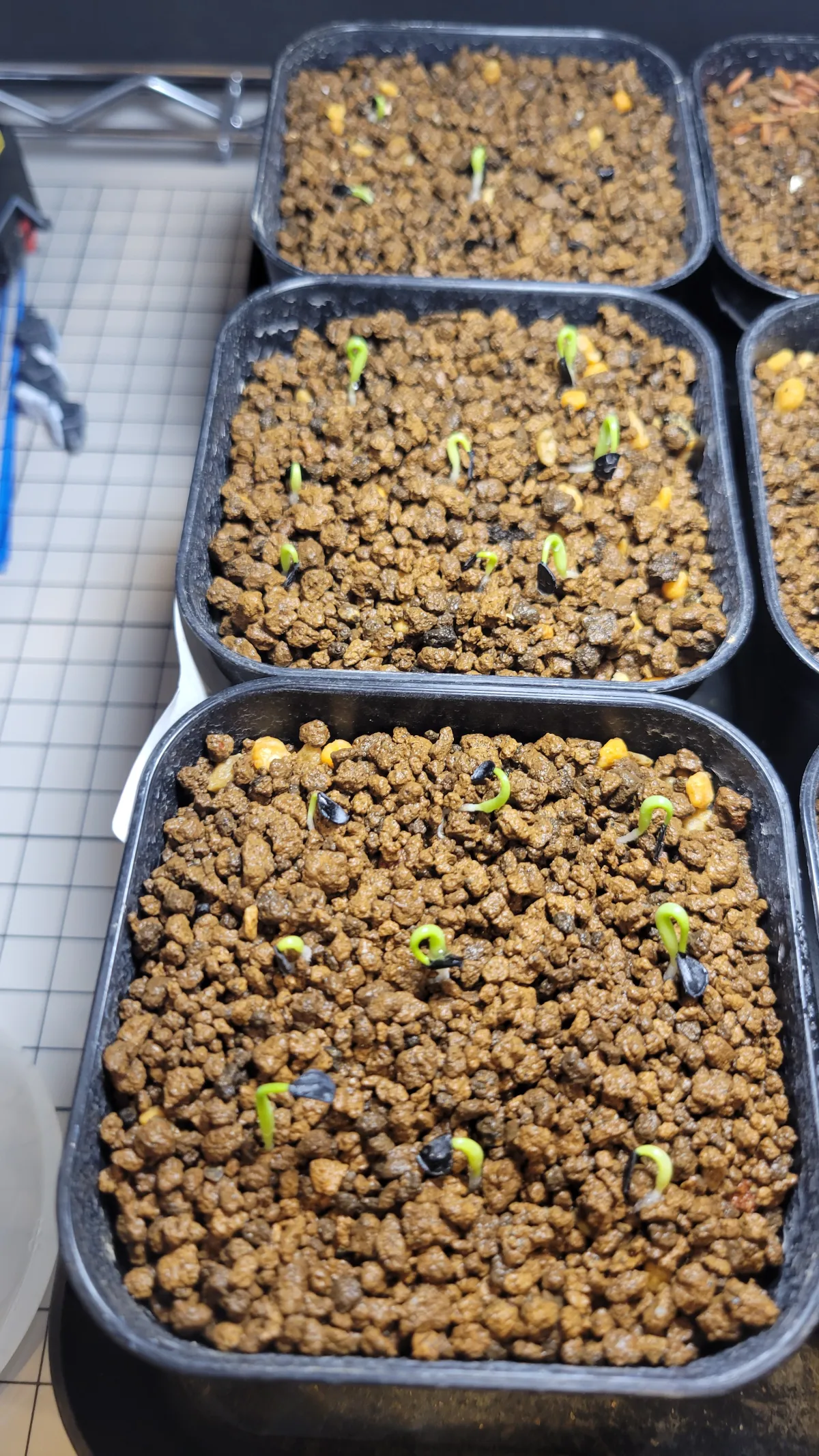 Agave jimenoi (アガベ ヒメノイ)