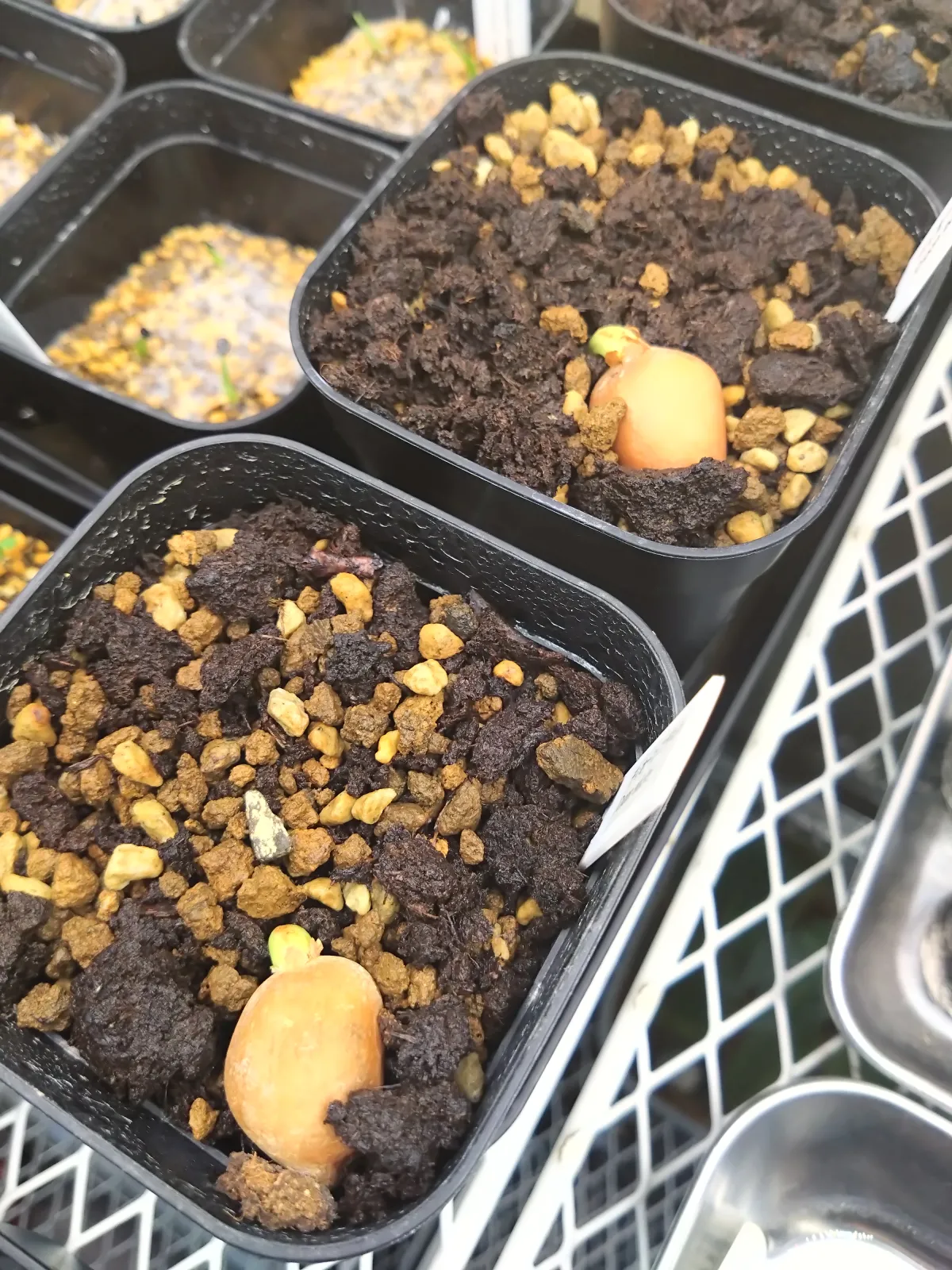 Dioon edule (ディオーン エデューレ)