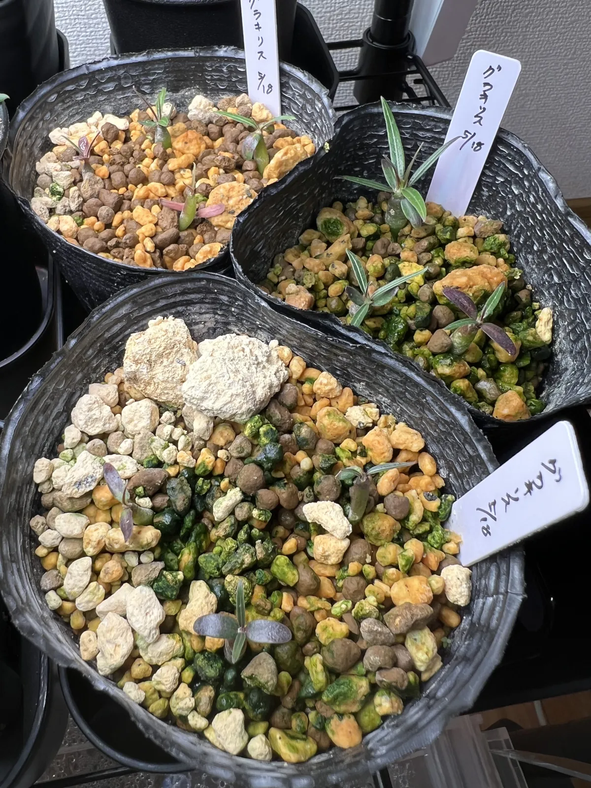 Pachypodium rosulatum var. gracilius (パキポディウム グラキリス)