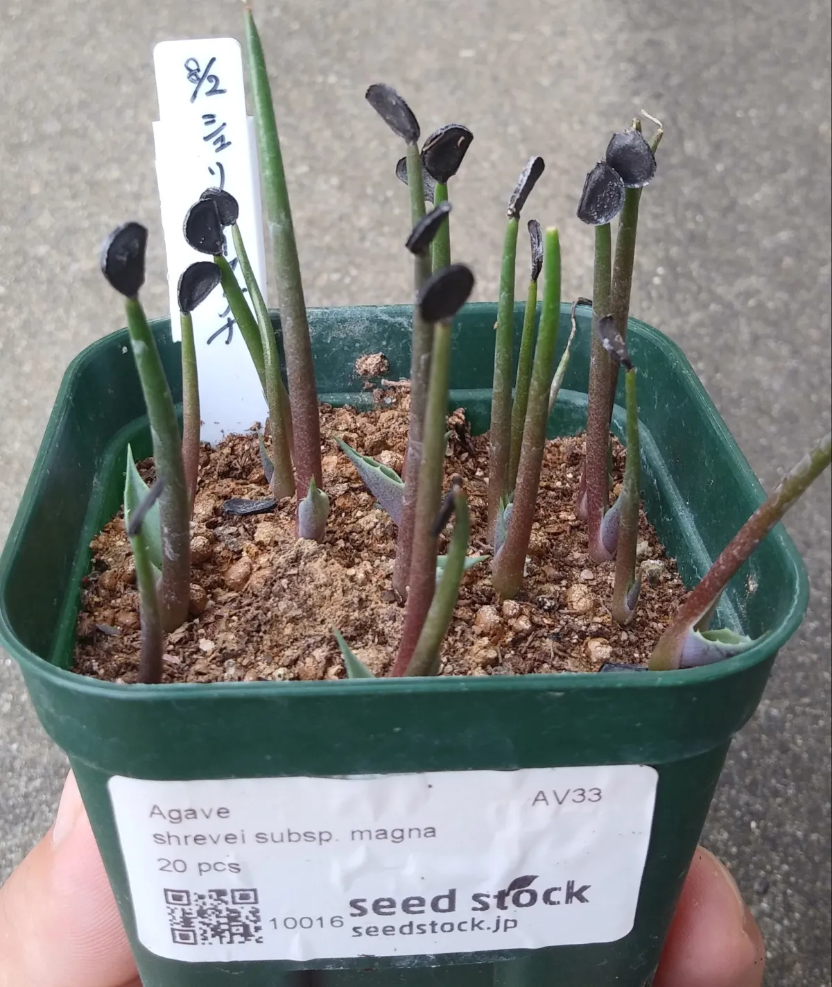 Agave shrevei ssp. magna (アガベ シュリベイマグナ)