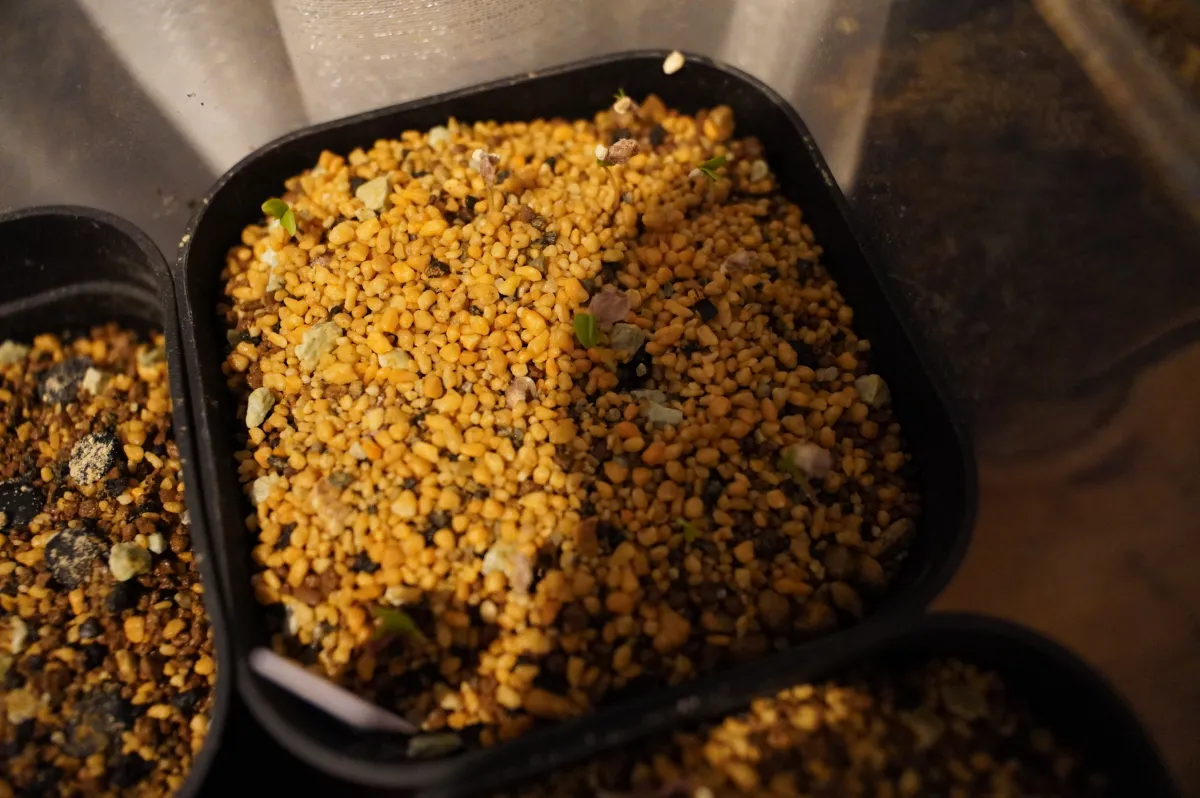 Pachycormus discolor (パキコルムス ディスカラー)