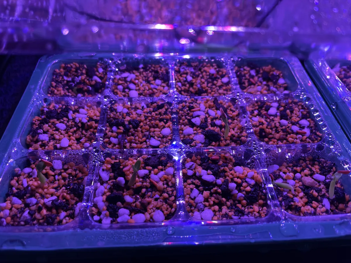 Pachypodium rosulatum var. gracilius (パキポディウム グラキリス)