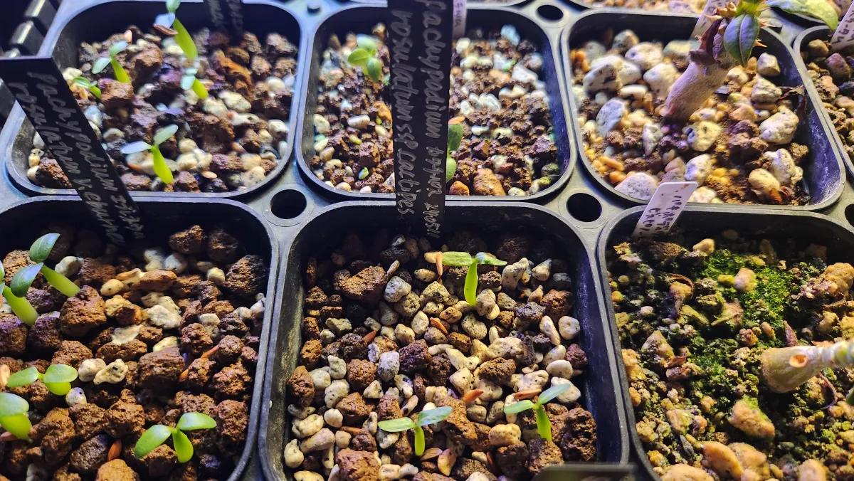 Pachypodium rosulatum ssp. cactipes (パキポディウム カクチペス)