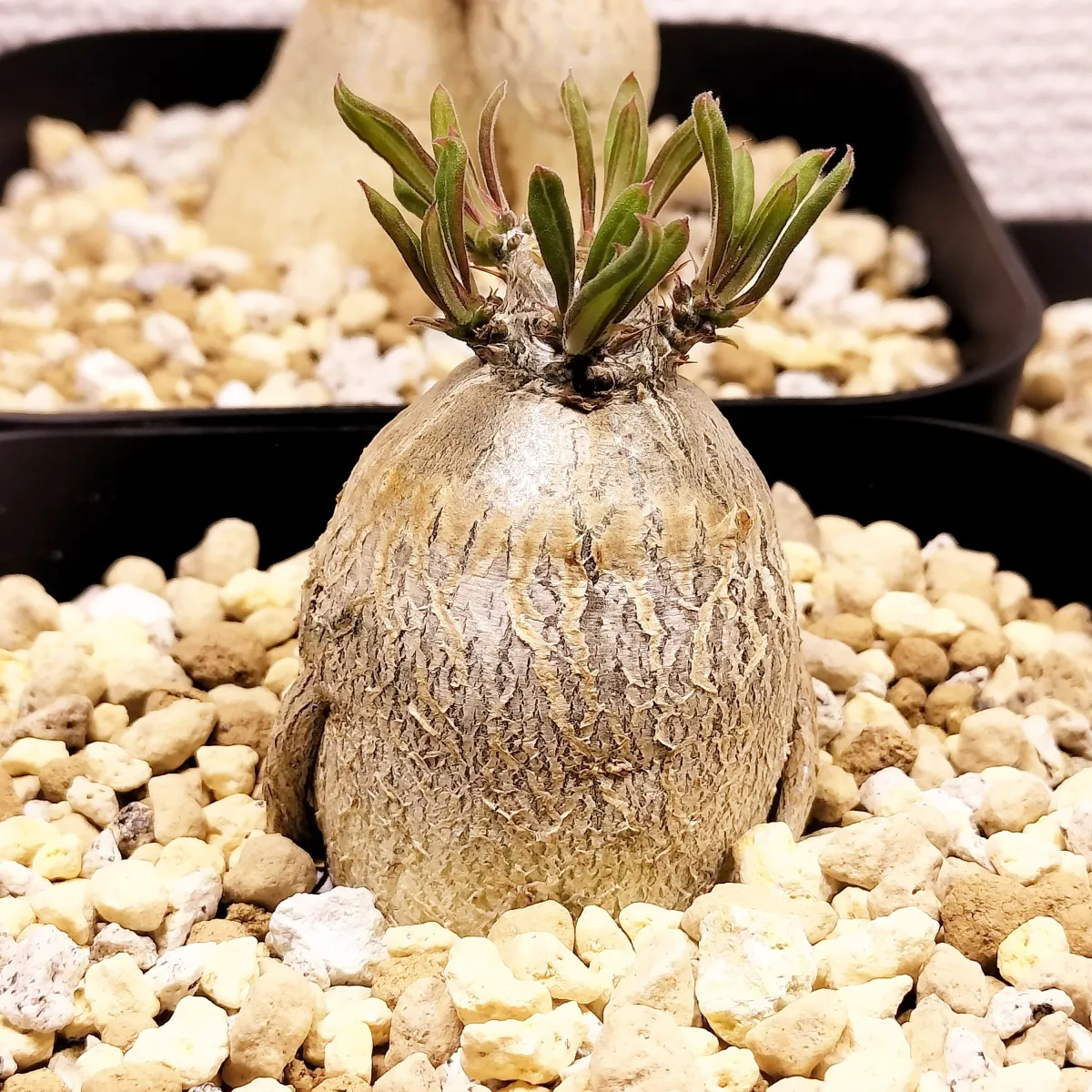 Pachypodium succulentum (パキポディウム サキュレンタム 天馬空)