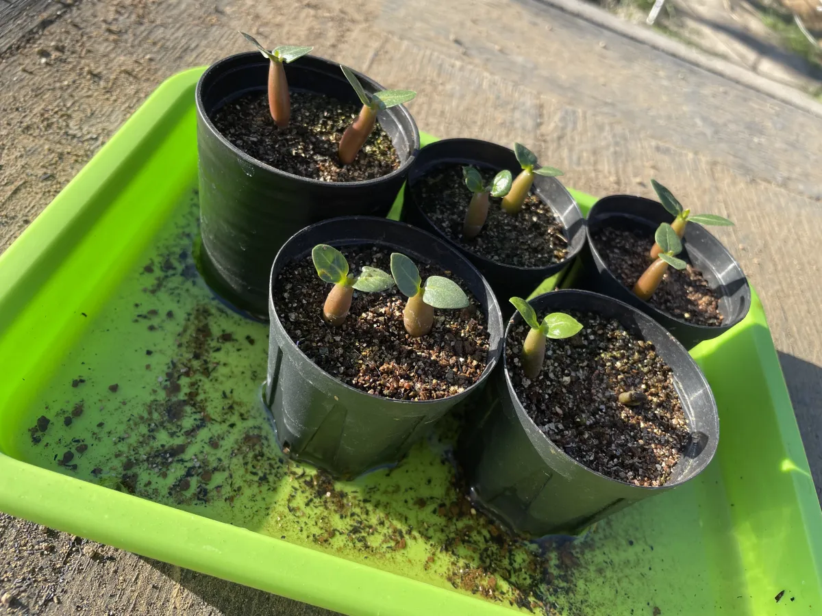 Adenium arabicum (アデニウム アラビカム)