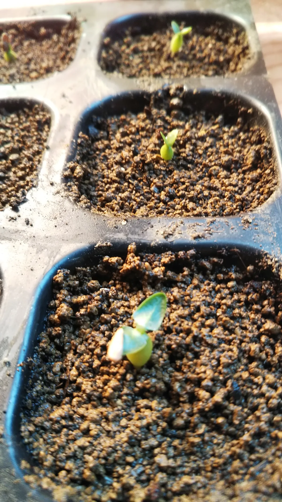 Pachypodium brevicaule subsp. leucoxanthum (パキポディウム レウコキサンツム)