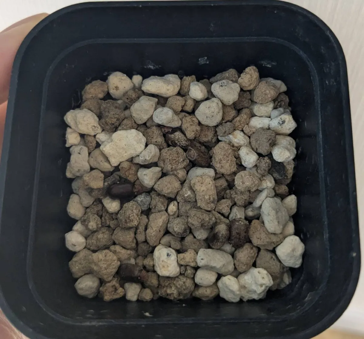 Jatropha spicata (ヤトロファ スピカータ)