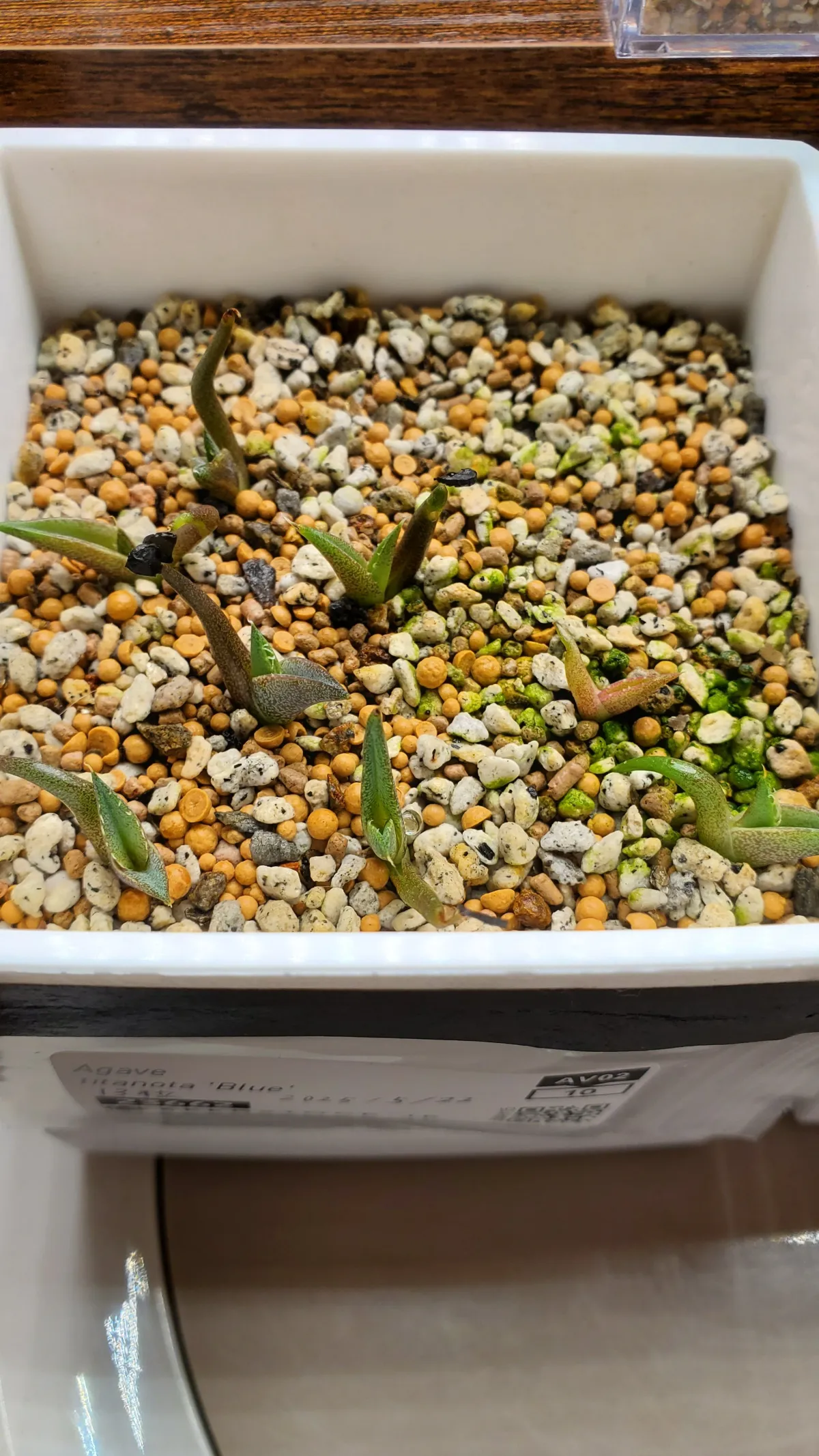 Agave titanota 'Blue' (アガベ チタノタブルー)