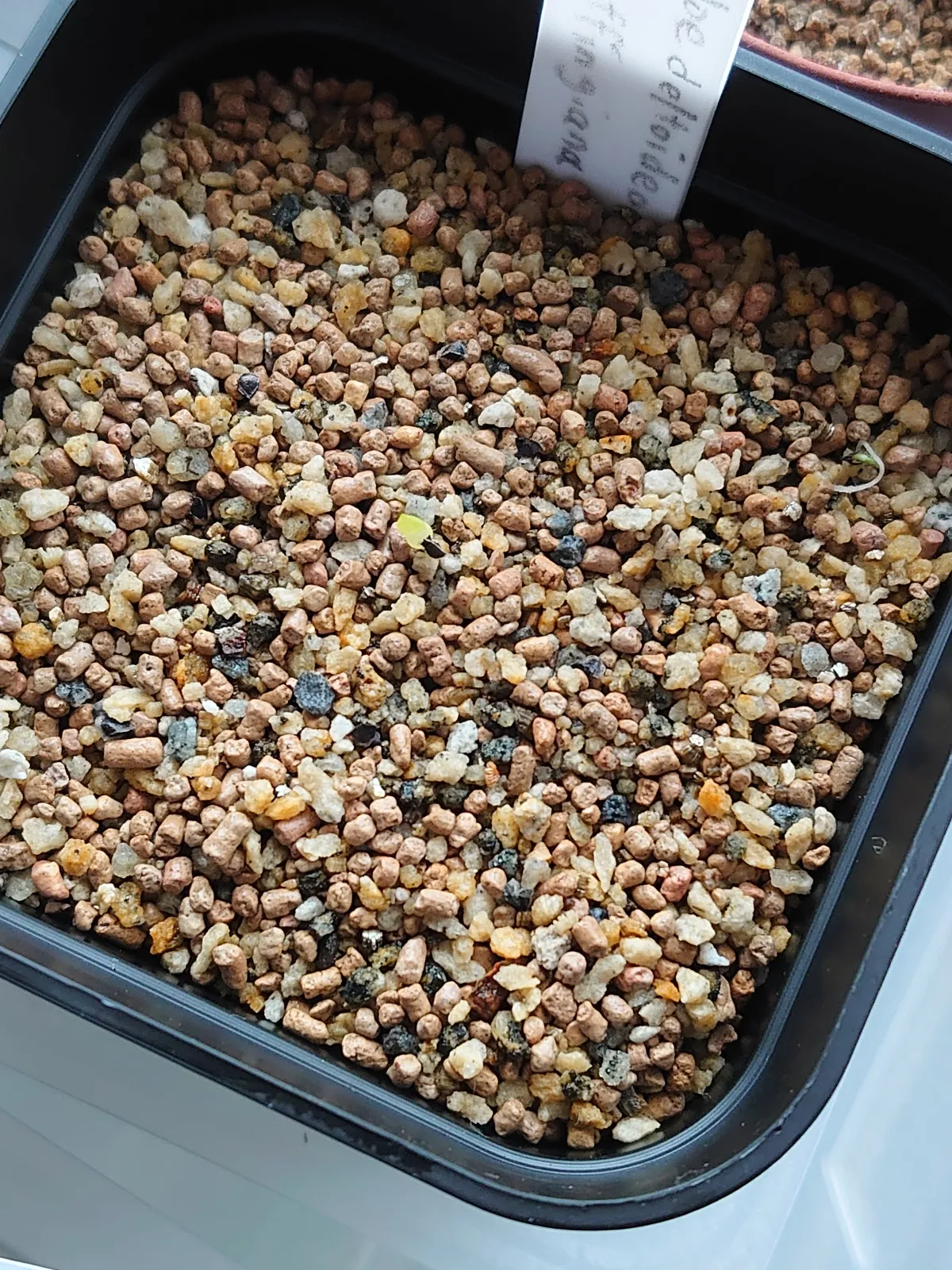 Aloe deltoideodonta var. ruffingiana (アロエ ルッフィンギアナ)