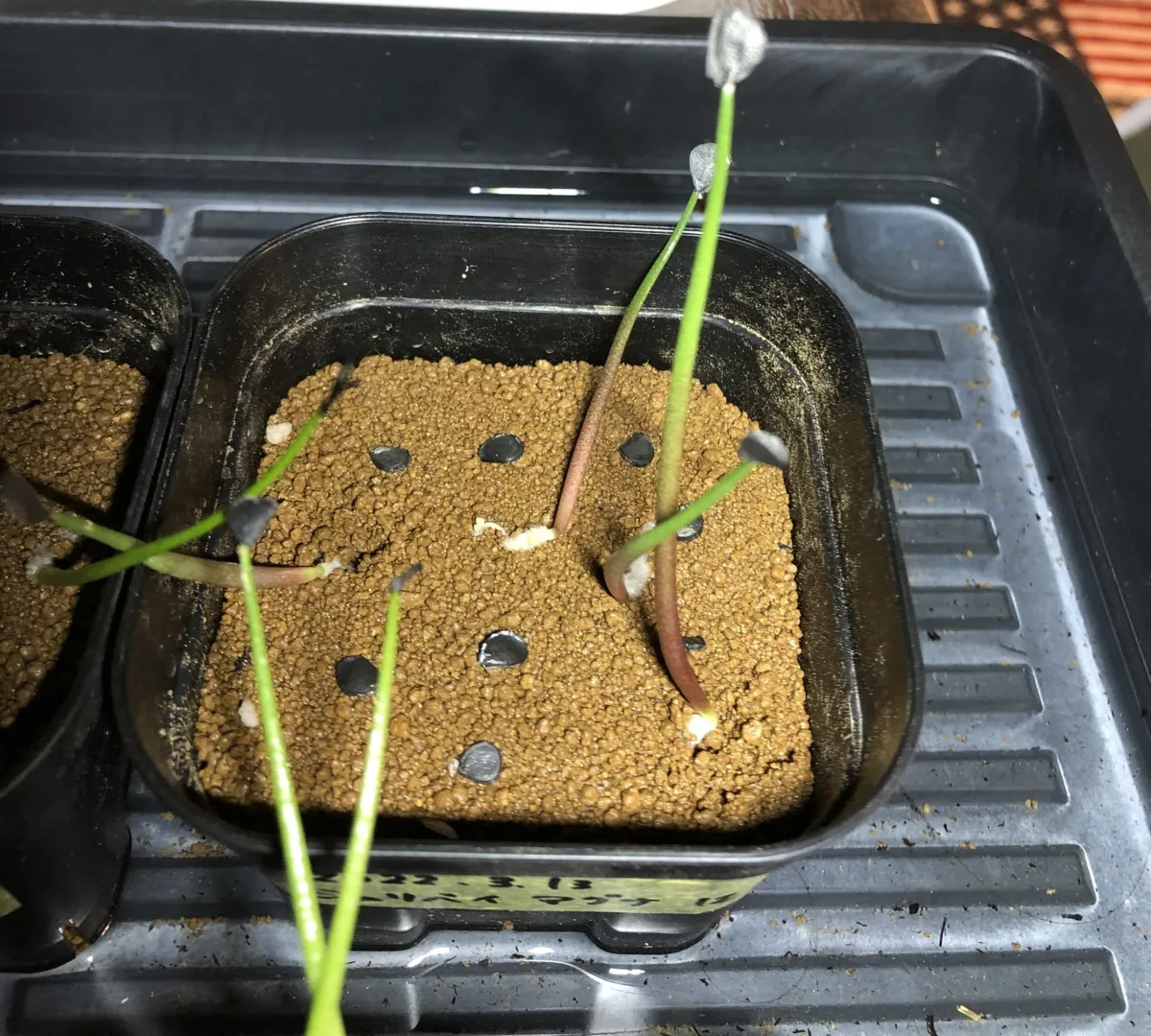 Agave shrevei ssp. magna (アガベ シュリベイマグナ)