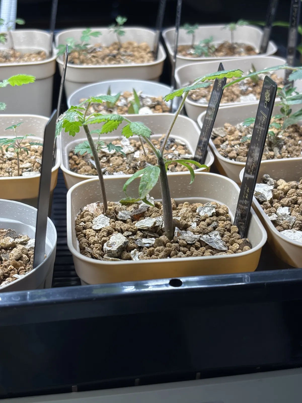 Bursera copallifera (ブルセラ コパリフェラ)