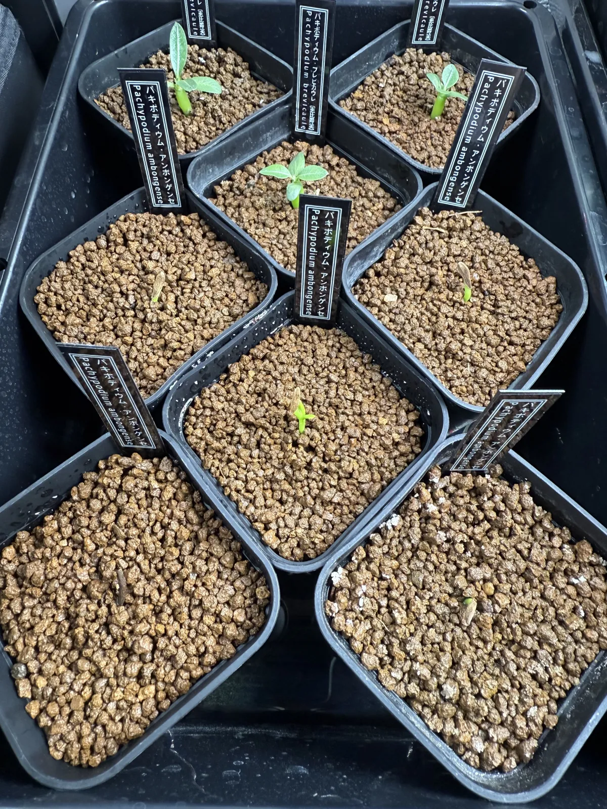 Pachypodium ambongense (パキポディウム アンボンゲンセ)