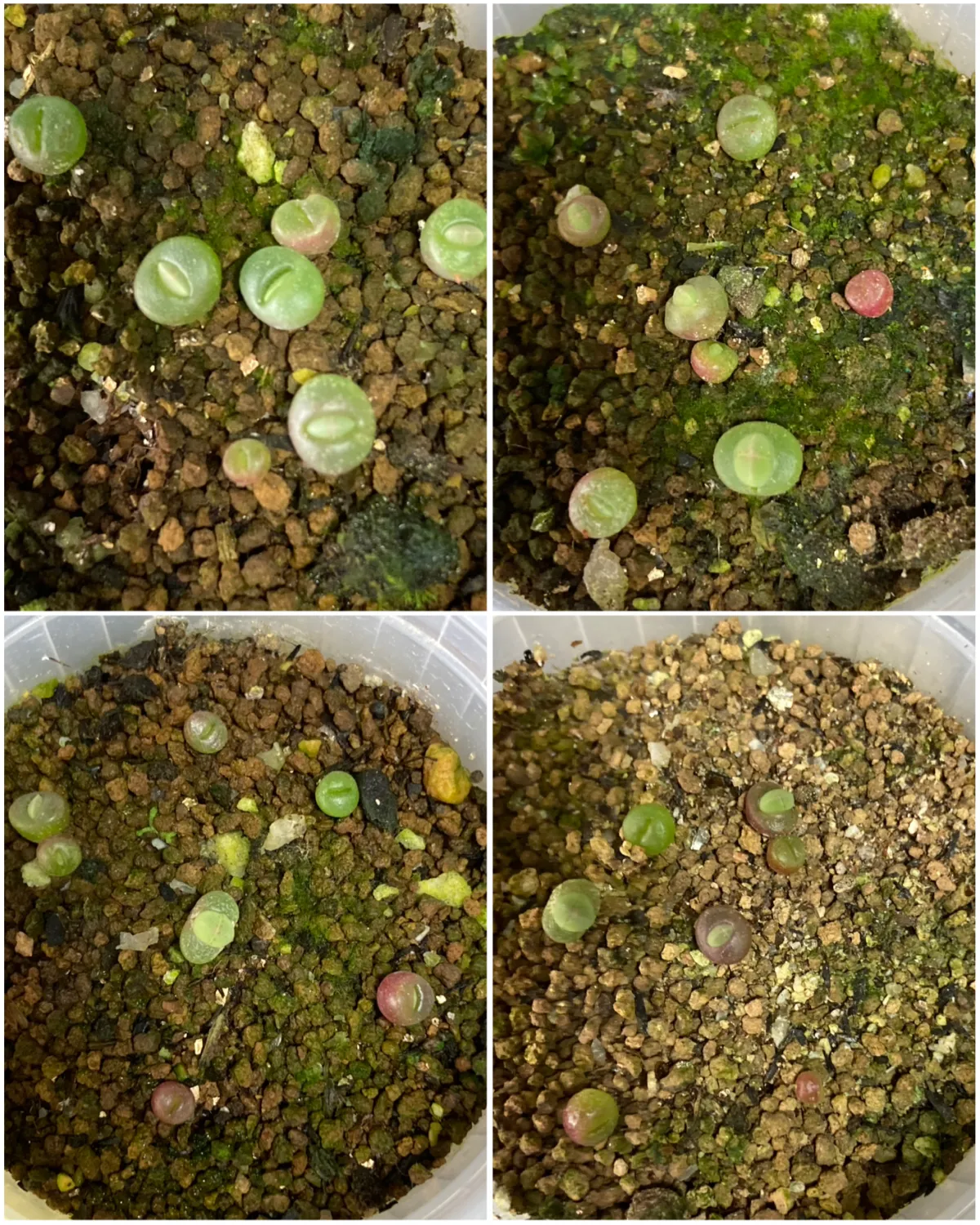 Lapidaria margaretae (ラピダリア マーガレッティ 魔玉)