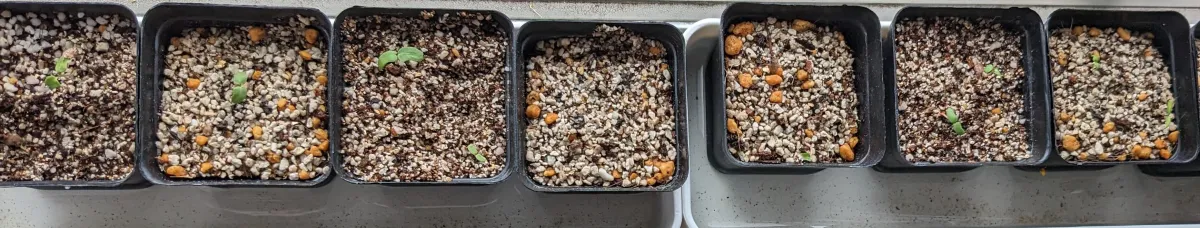 Pachycormus discolor (パキコルムス ディスカラー)